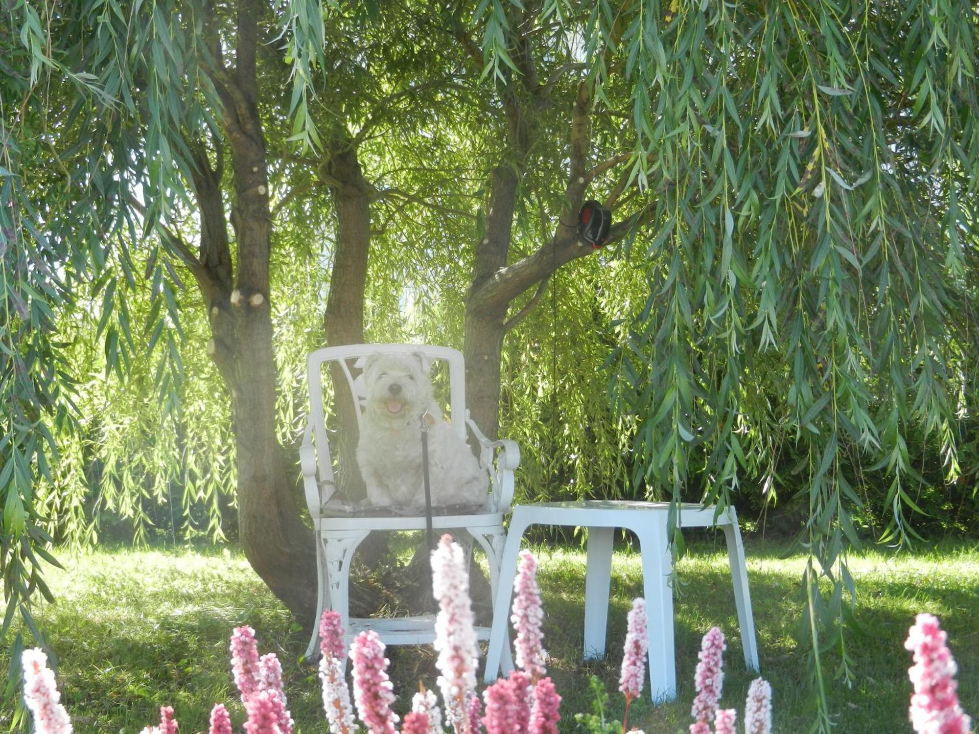 Gite La Ptite Falaise Hebergement Touristique Sainte Anne-des-Chênes 部屋 写真